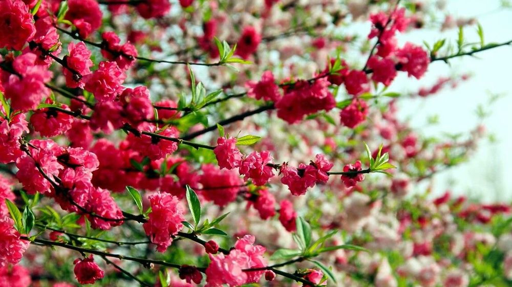 beat365官方网站风景